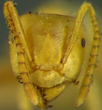 Media type: image;   Entomology 22792 Aspect: head frontal view